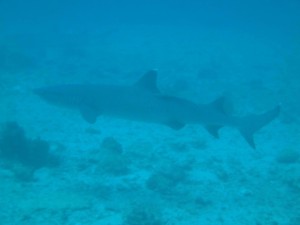 requins