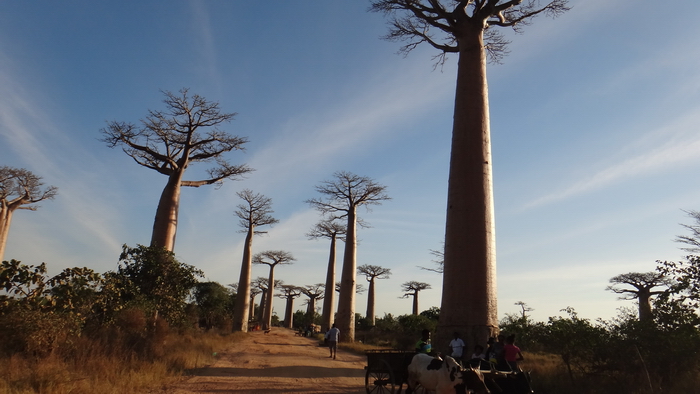 baobabs3