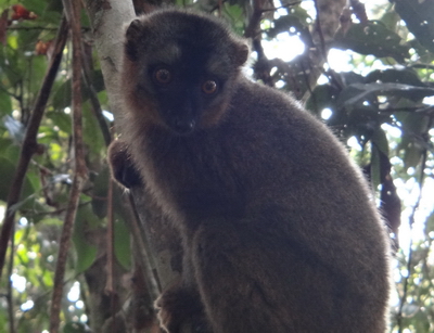 lemurien 4